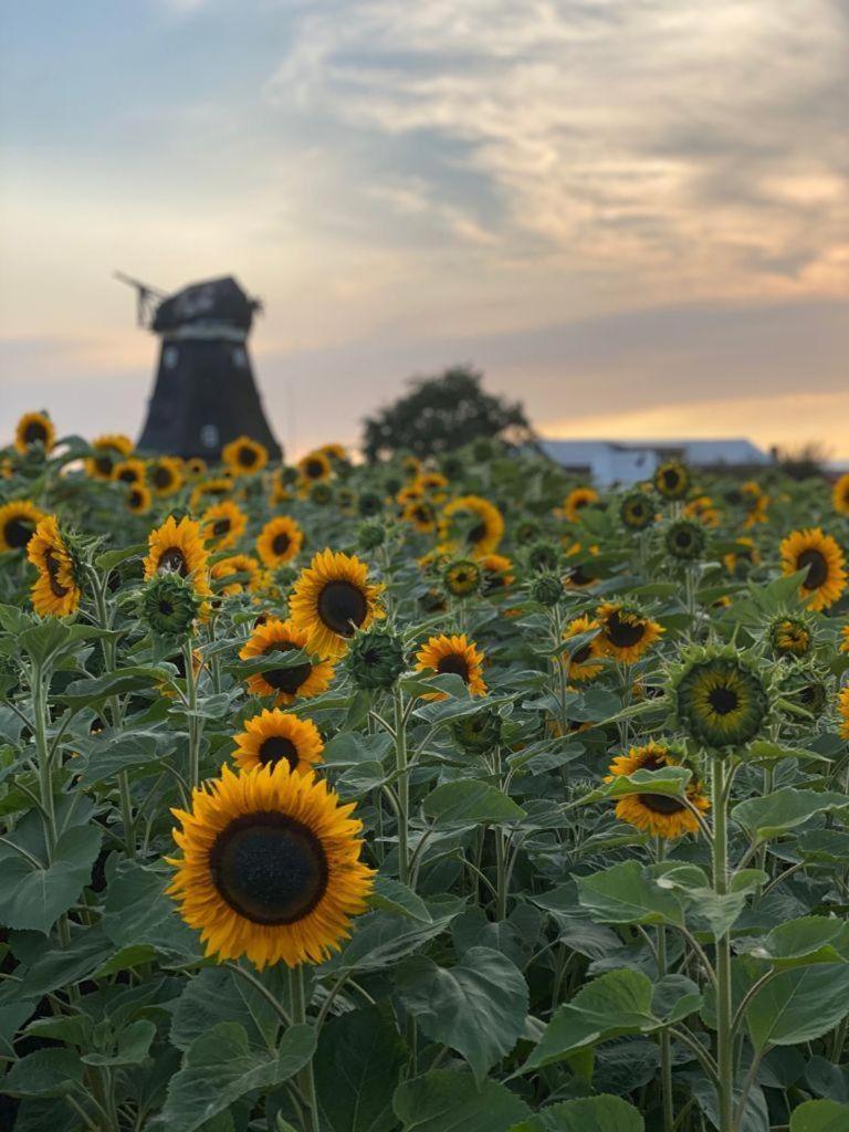 Ferienwohnung-Wildblume Petersdorf auf Fehmarn エクステリア 写真